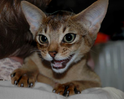 Orionis Gemini Orionis Gemini