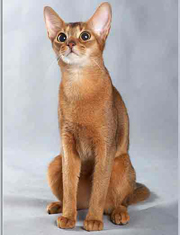 GC Abycoons Princess Marie, ruddy Abyssinian female GC Abycoons Princess Marie, ruddy Abyssinian female