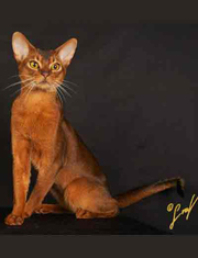 GC Astech's OSO Magnificent, ruddy Abyssinian male
