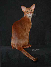 GC, DW Baton Rouge's Da Vinci Code, red Abyssinian male GC, DW Baton Rouge's Da Vinci Code, red Abyssinian male