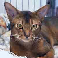GC, DW Marsmellow Unchain My Heart, ruddy Abyssinian male