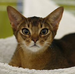 Orionis Gemini, ruddy Abyssinian female Kitten Orionis Gemini, ruddy Abyssinian female Kitten