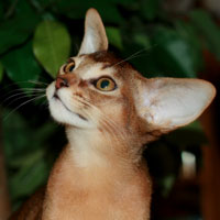 Baton Rouge's Lamenti, ruddy Abyssinian male kitten