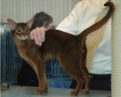 GRC Baton Rouge's Other Side-of-Simple, wildfarbener Abessinier Kater
